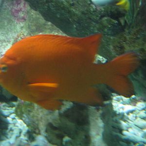 Garibaldi Damselfish 2015