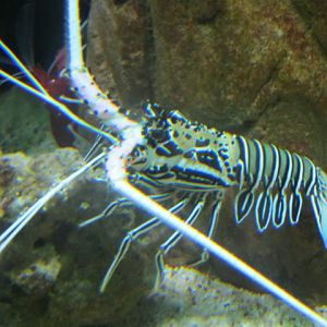 Painted, Rock or Spiny, Lobster 2015