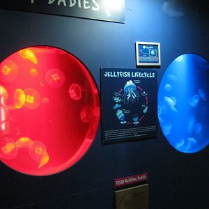 Moon Jellyfish exhibit 2015