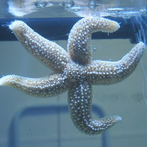 Starfish or Sea Star 2015