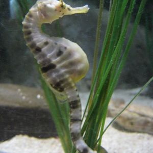 Big-Bellied Seahorse 2015
