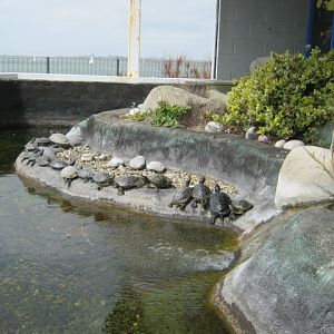 Terrapin exhibit 2015