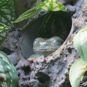 White`s Tree Frog 2015