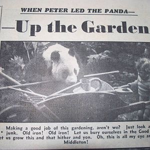 close up of panda story