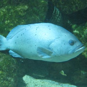 Id required please anyone ?