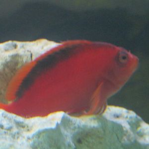 Id required please anyone ?