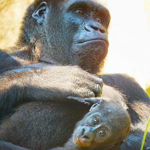 May. 2015 - Gorilla World - Asha + Baby Mondika