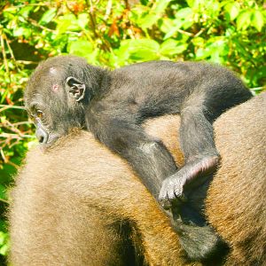 May. 2015 - Gorilla World - Mondika (Bleeding...)