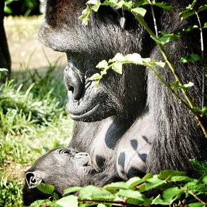 May. 2015 - Gorilla World - Asha + Baby Mondika