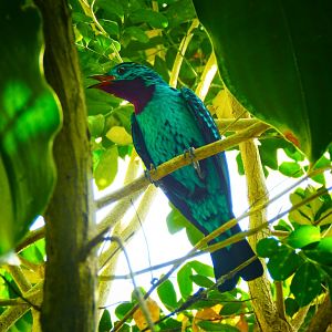 May. 2015 - World of the Insect - Spangled Cotinga