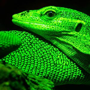 May. 2015 - Dragons! - Green Tree Monitor