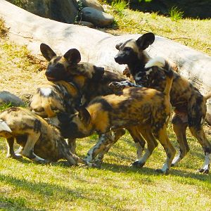 May. 2015 - Africa - Painted Dog Wrestle