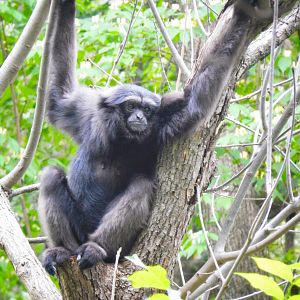 May. 2015 - Jungle Trails - Mueller's Gibbon