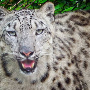 May. 2015 - Cat Canyon - Renji