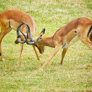 May. 2015 - Africa - Impala Rut