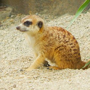 May. 2015 - Africa - Baby Meerkat (New Species 2015)