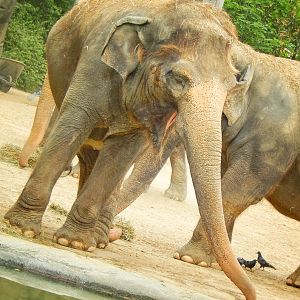 May. 2015 - Elephant Reserve - Jati - Sumatran Elephant