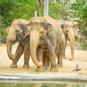 May. 2015 - Elephant Reserve - The Big Three