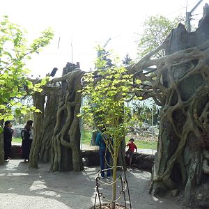 Banyan Wilds - Malayan Tiger Exhibit (New in 2015)