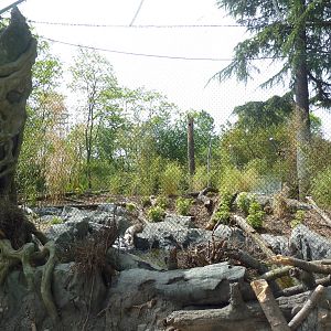 Banyan Wilds - Malayan Tiger Exhibit (New in 2015)