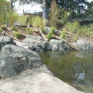 Banyan Wilds - Malayan Tiger Exhibit Pool (New in 2015)