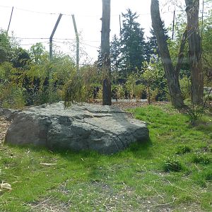 Banyan Wilds - Malayan Tiger Exhibit (New in 2015)