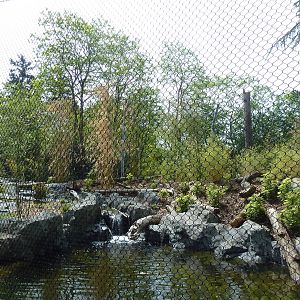 Banyan Wilds - Malayan Tiger Exhibit (New in 2015)