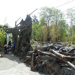 Banyan Wilds - Malayan Tiger Exhibit (New in 2015)