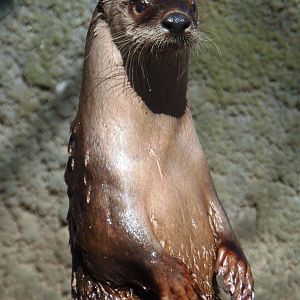 River Otter