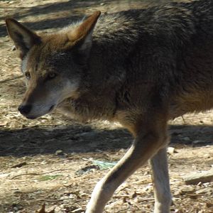 New Red Wolf