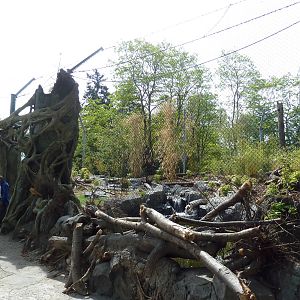 Banyan Wilds - Malayan Tiger Exhibit (New in 2015)