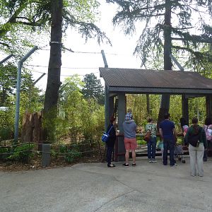 Banyan Wilds - Malayan Tiger Exhibit (New in 2015)