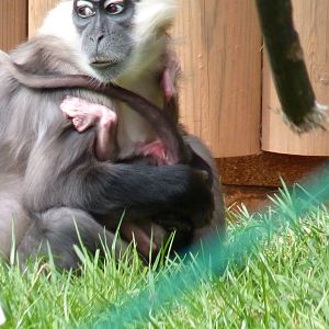 Cherry-Crowned Mangabey, 10 May 2015