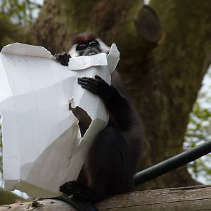Cherry-Crowned Mangabey, 10 May 2015