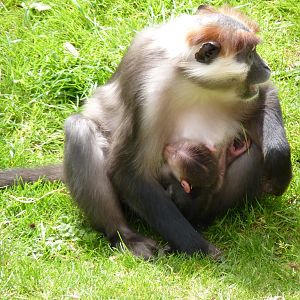 Cherry-Crowned Mangabey, 10 May 2015