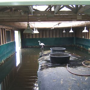 View inside Greater Flamingo House