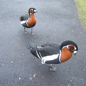 Red-breasted Geese