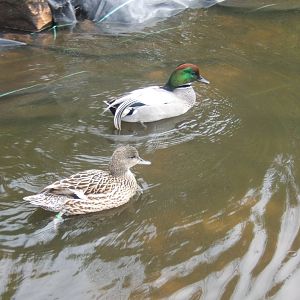 Falcated Teal