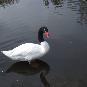 Black-necked Swan
