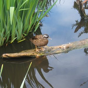Laysan Teal
