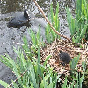Coot and chick in nest at Martin Mere WWT