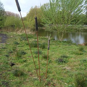 Part of the new Wild Walk trail