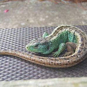 Male Sand Lizard