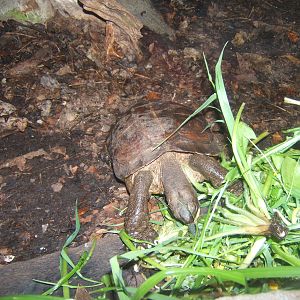 Indonesian Spiny Turtle