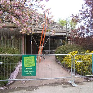 Tasavo Rhino House closed off while it is re-thatched