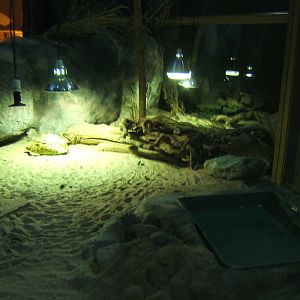 View of leopard and Sulcatta Tortoise exhibits