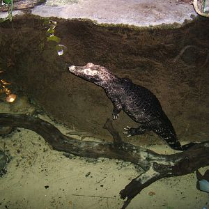 Cuvier`s Dwarf Caiman