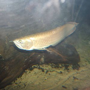 South American Arrowana