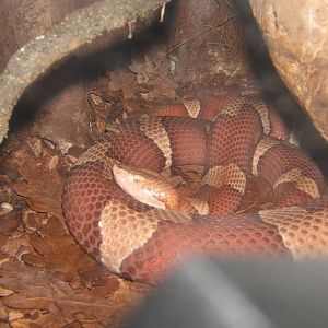 Copperhead