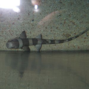 Brown-banded Bamboo-shark (Chiloscyllium punctatum)